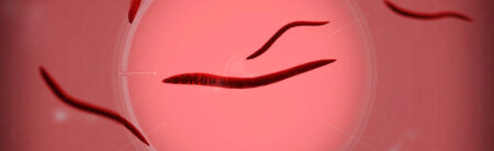 plague inc evolved parasite normal