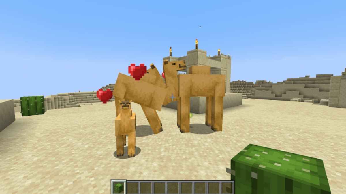 Breeding two Camels in Minecraft.
