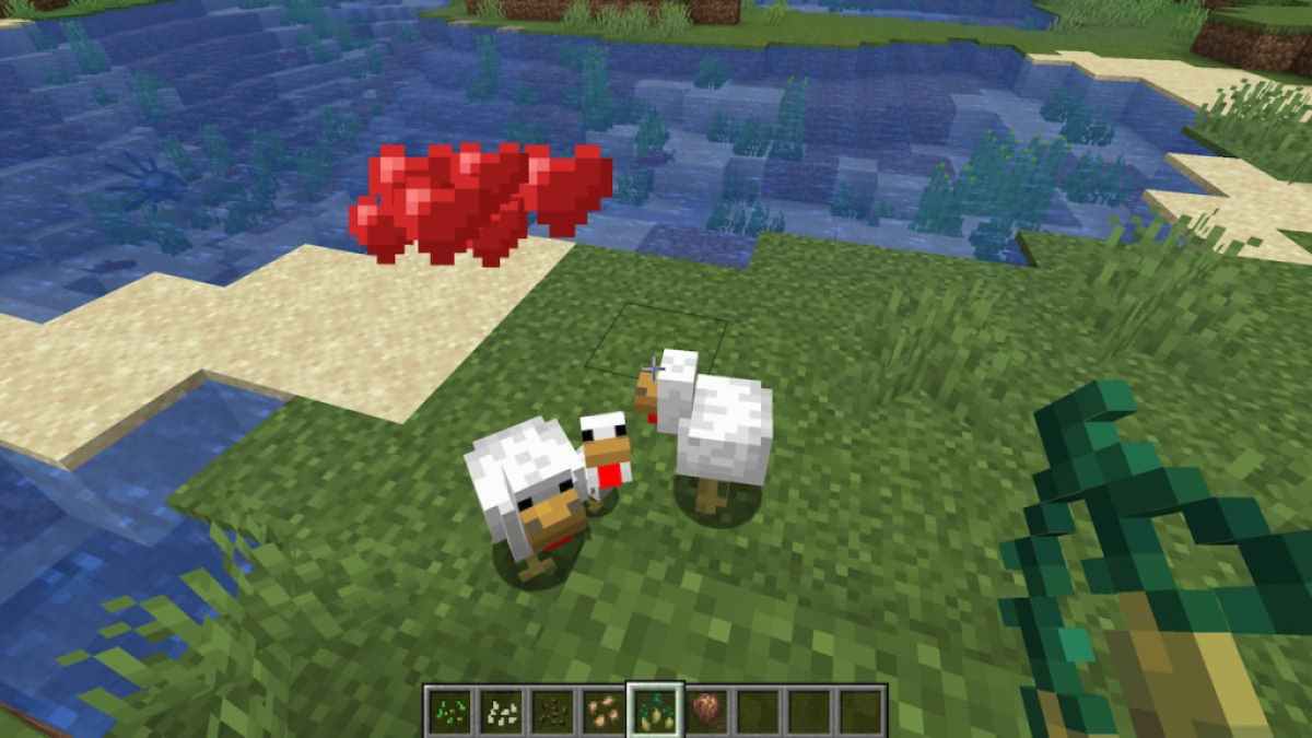 Breeding Chickens in Minecraft.