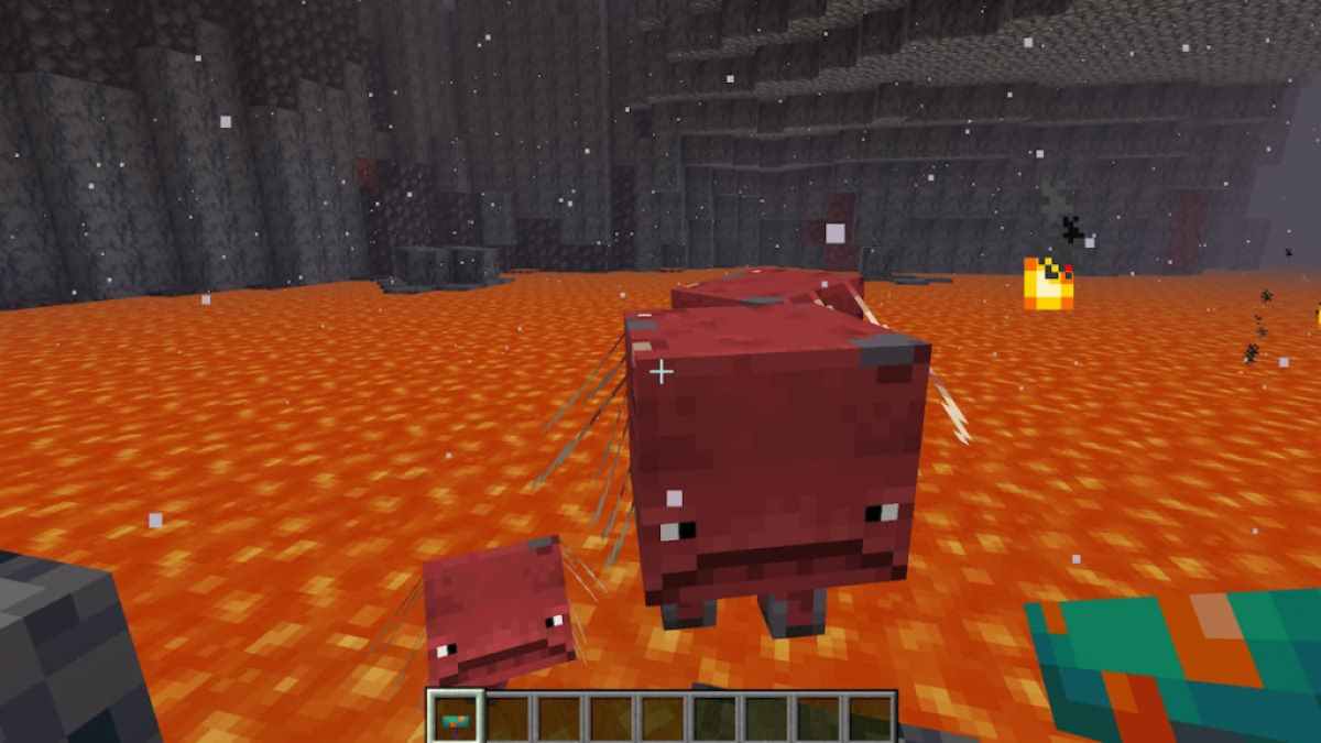 Breeding Striders in Minecraft.