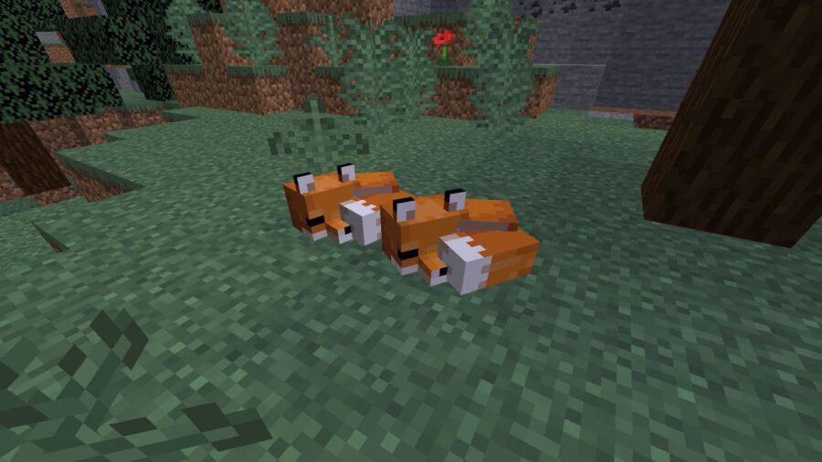 How to tame a fox in Minecraft