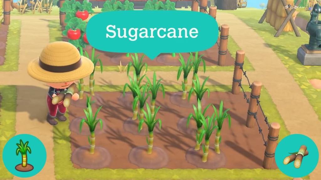 Sugarcane