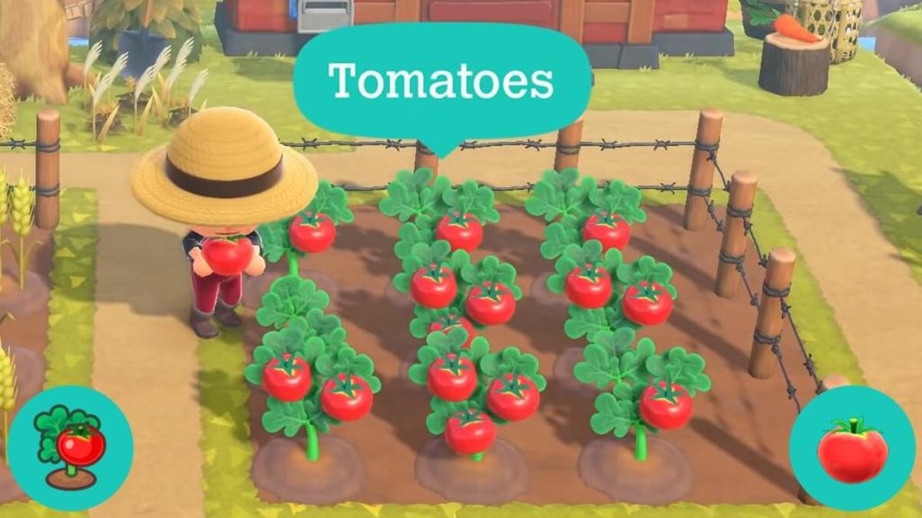 Tomatoes