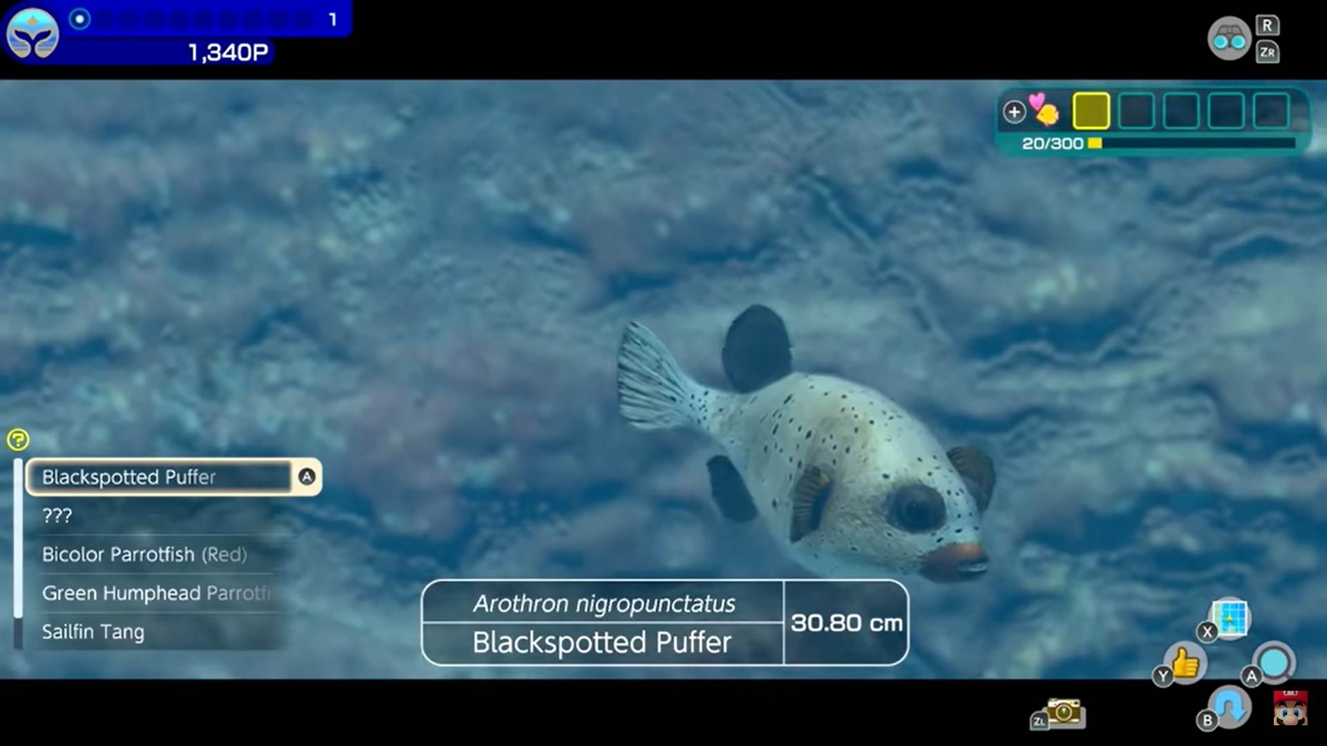 A screenshot of the Endless Ocean Luminous title screen from Nintendo of American's official overview trailer upload. It shows a Blackspotted Puffer fish swimming near the ocean floor with information about the fish - including its name and size.