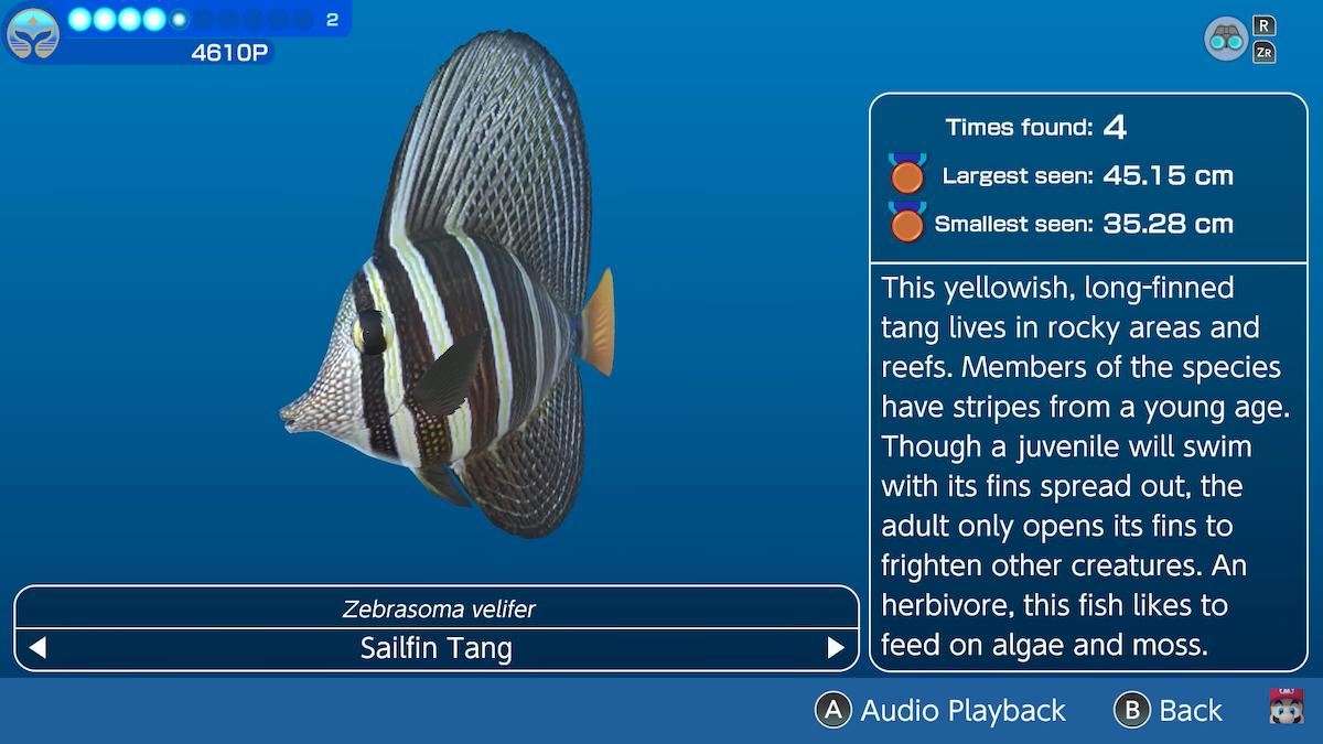 A screenshot from the official overview trailer of Endless Ocean Luminous. The image shows a Sailfin Tang fish on the left, with black and white stripes. On the right, there is information about the fish, including how many the player has found, the smallest and largest found, and where to find them. 