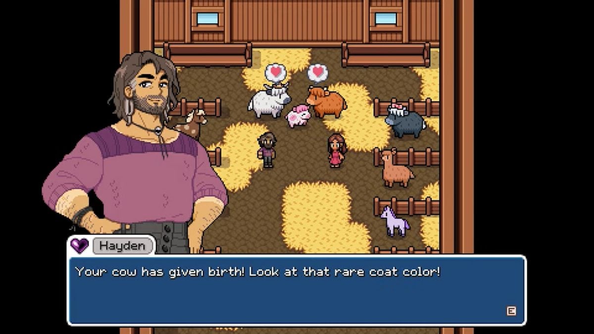 A screenshot of the official gameplay from Fields of Mistria. Image shows a man called Hayden in a purple shirt commenting on the white and pink baby cow that has just been born. The speech bubble at the bottom reads "Your cow has given birth. Look at that rare coat color!". The white and pink baby cow is stood between its parents inside a barn, those two cows are white and brown, respectively. 