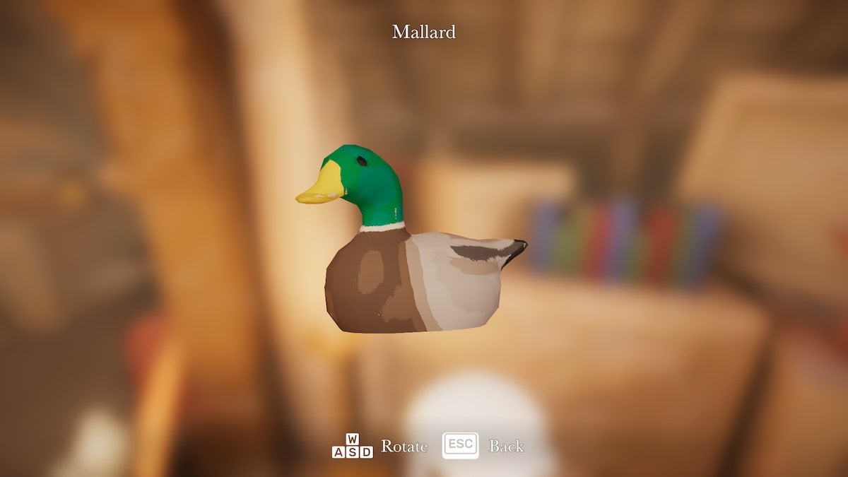 Mallard duck in Botany Manor. 