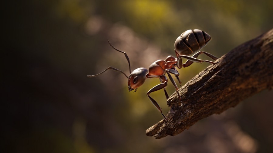 Empire of the Ants Review A Big and Beautiful World Through the Smallest Eyes Pro Game Guides