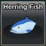 Herring Fish on Fisherman Island