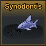 Synodontis in Lost Isles Fish It