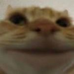 A Meme Cat