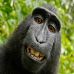 A smiling Monkey in Roblox