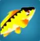 Amber Trout in Blox Fruits