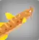 Catfish in Blox Fruits