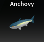 Anchovy