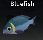 Bluefish