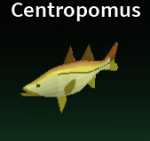 Centropomus