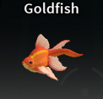Goldfish