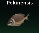 Pekinensis