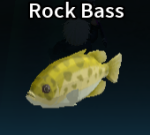 Rock Bass