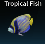Tropical Fish