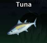Tuna