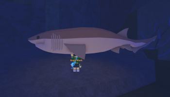 A shark Fish in Fisch