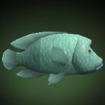 Napoleon Uncommon Fish